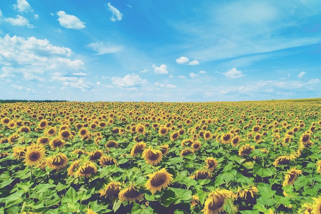 Summer landscape with sunflowers and beautiful sky Picturesque sunflower field aerial view Rural landscape Nature background