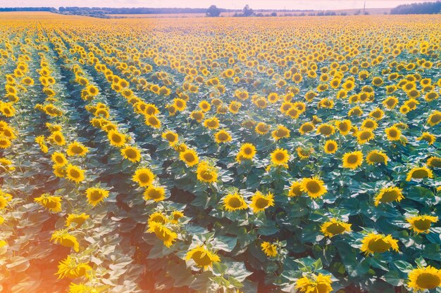 Summer landscape with sunflowers Beautiful sunflower field Aerial view Countryside rural landscape