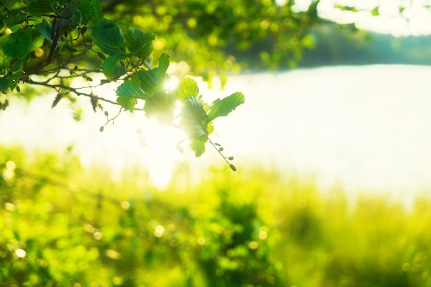 Summer landscape with tree lake and sunshine toned