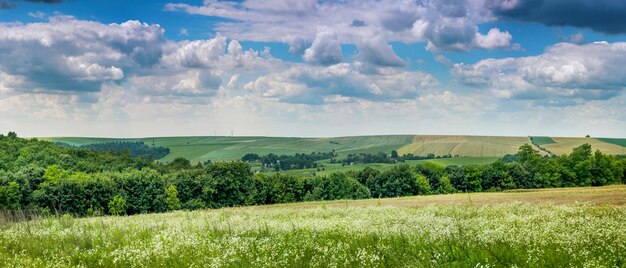 Foto paesaggio estivo con campi verdi daisieshilly bianchi e foresta in lontananza