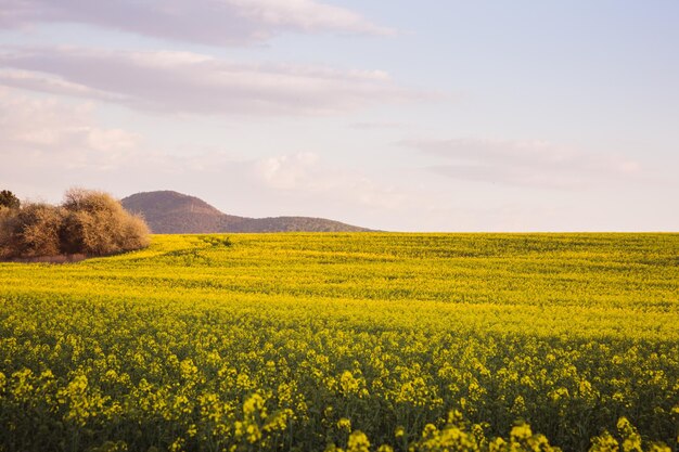 ハンガリーの黄色い菜の花畑のある夏の風景