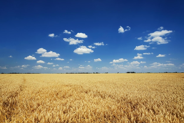 Paesaggio estivo campo di grano giallo e cielo blu scuro con nuvole