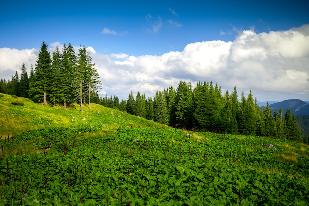 Summer landscape. 