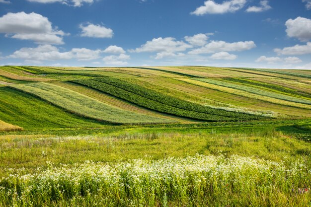 Summer landscape.