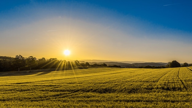 summer landscape