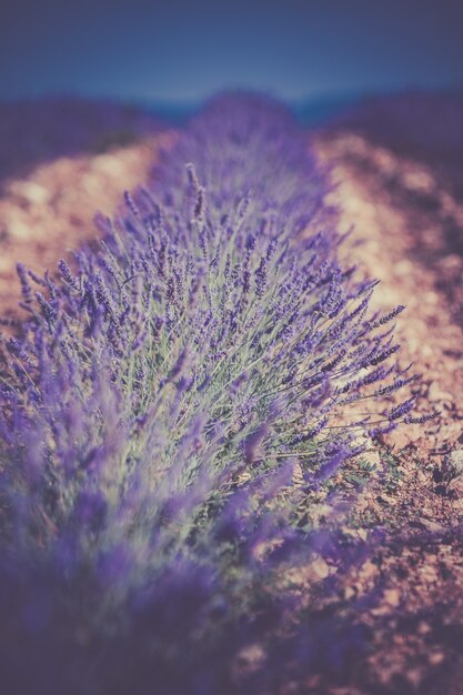 Summer lavender field in Provence, France. Shot with a selective focus