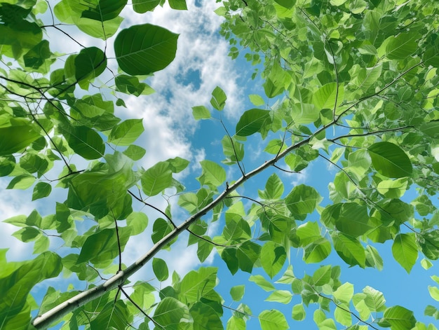 summer leafy branches