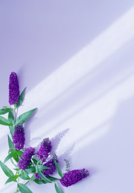 紫色の紙の背景に夏のライラックの花