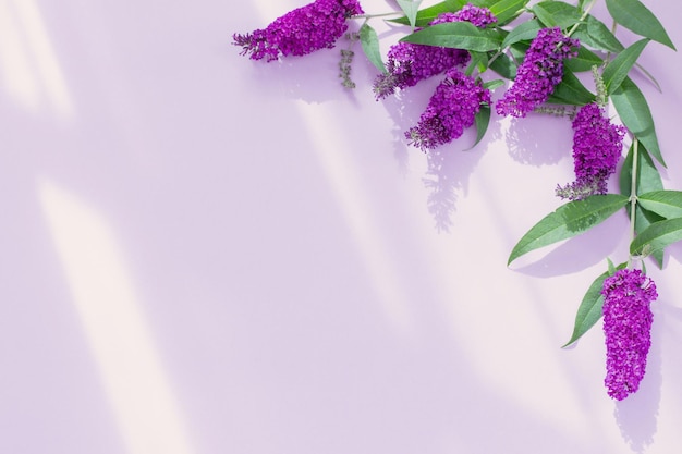 summer lilac flowers on purple paper background