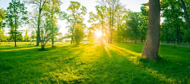 Фото Летнее волшебное яркое утро в зеленом парке. молодая сочная трава и теплые солнечные лучи создают чудесную атмосферу.