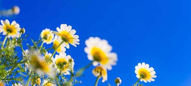 Фотография летний луг поле с белыми ромашками голубое небо красота в природе обои идиллическая природа крупным планом