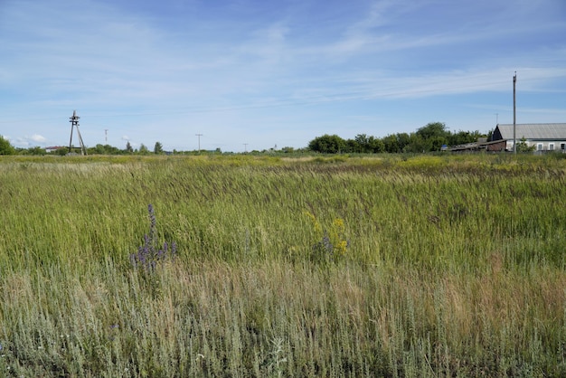 Summer meadow flower landscape Medow field grass