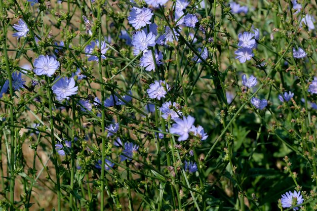 Summer meadow flowers bloom