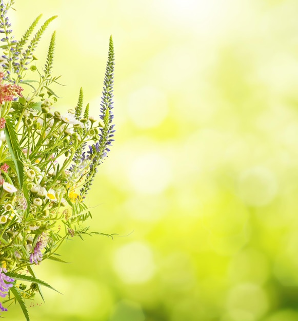 Foto fiori di prato estivo