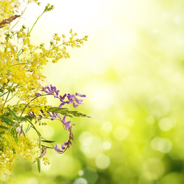 Summer meadow flowers