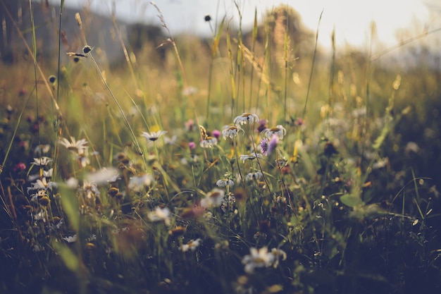 Summer meadow landscape. Green grass, sunshine. Wildflowers valley, blurred background