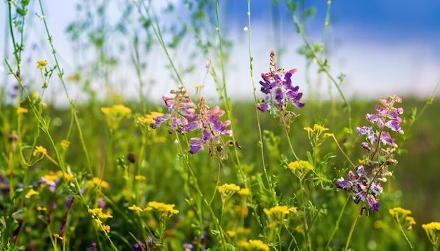 夏の草原の野の花