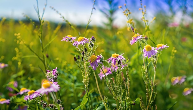 夏の草原の野の花