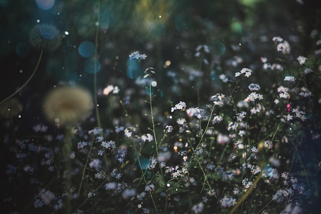 Summer meadow with daisies, natural treasures. Green witch background, mystical light texture