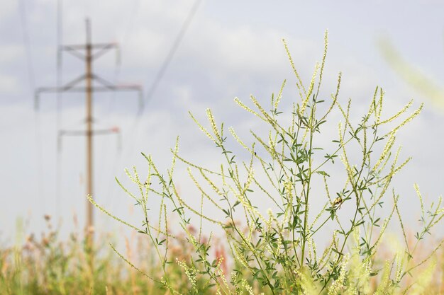 Summer meadow with flowers and pillar on the background