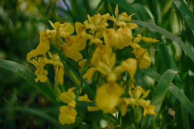 summer meadow with pattern of yellow flowers as a background