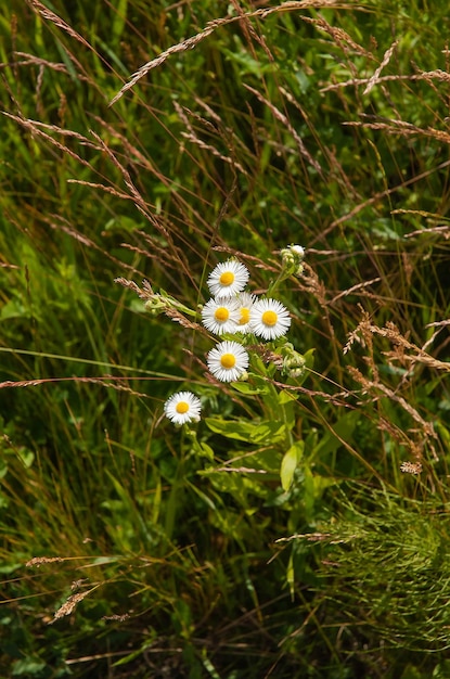 野生のヒナギクと夏の牧草地