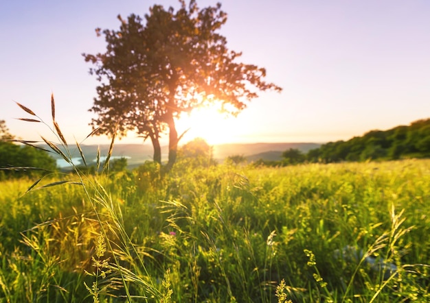 Summer meadow