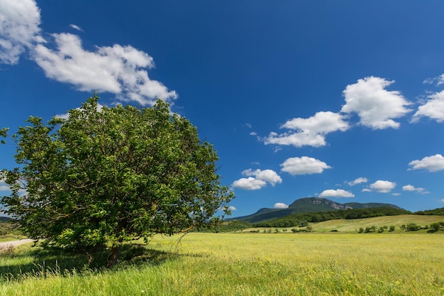 Summer meadow