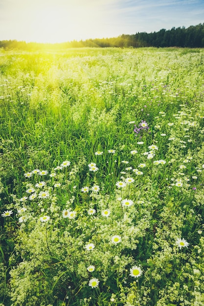 夏の牧草地