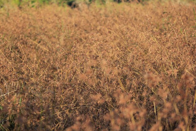 夏の牧草地は乾いている