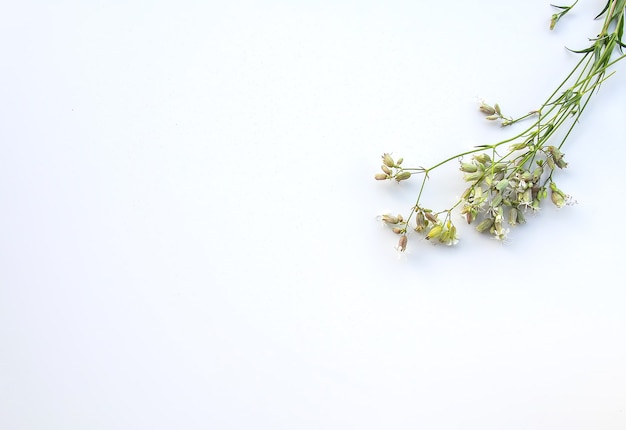 Summer medical herbs bunch.