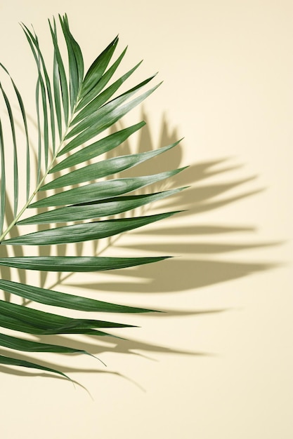 Summer minimal background with natural green palm leaves with sun shadows