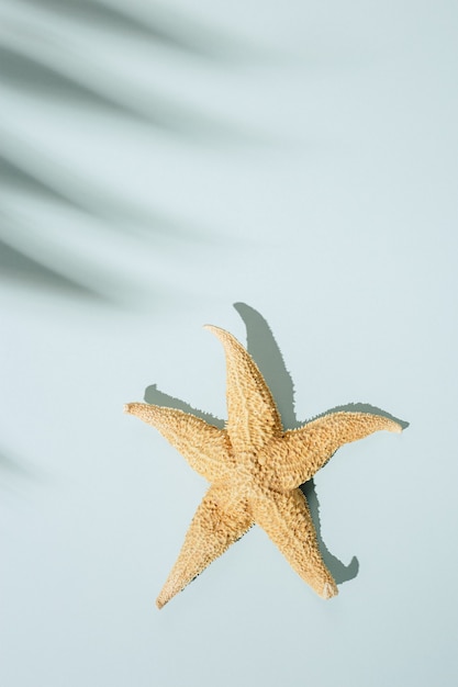 Summer minimal background with shadow of palm tree leaf and starfish