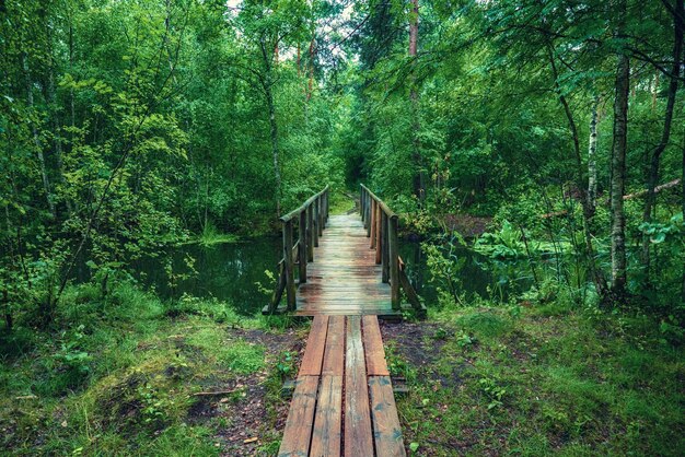 Summer moody forest