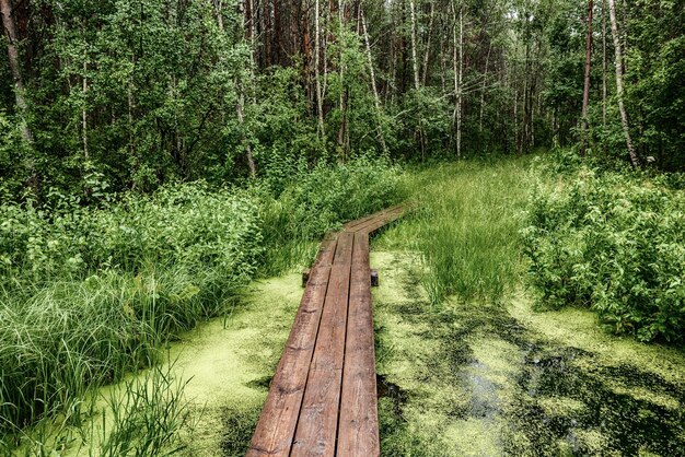 Фото Летний угрюмый лес