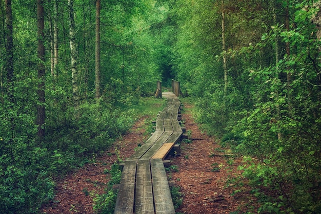 Summer moody forest