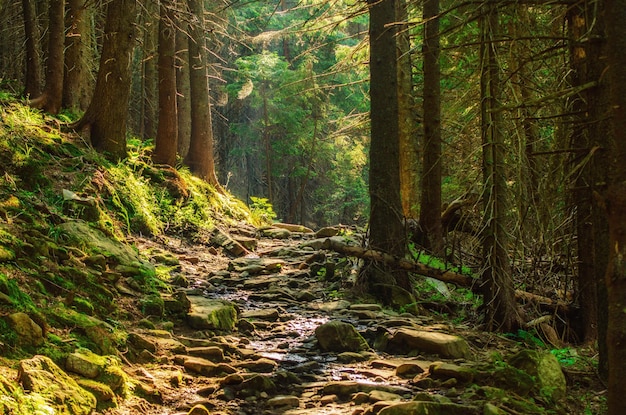 Summer moody forest