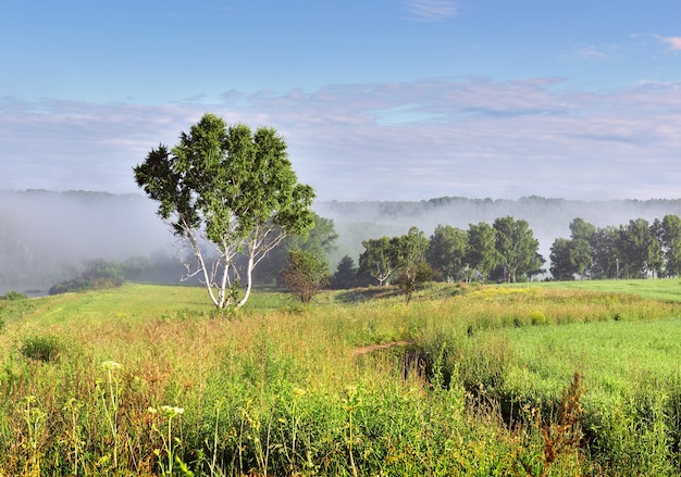 Летнее утро в поле Береза под голубым небом густая трава на зеленом лугу