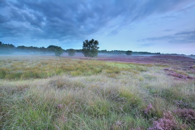 summer morning on marsh with heather