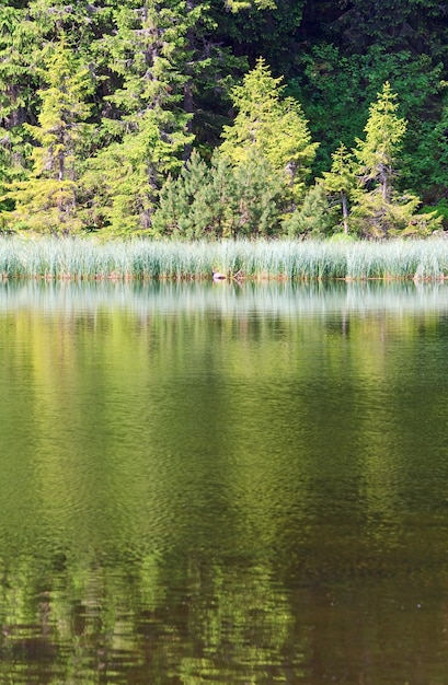 Летнее горное озеро Маричейка и отражение елового леса (Украина, хребет Черногора, Карпаты)