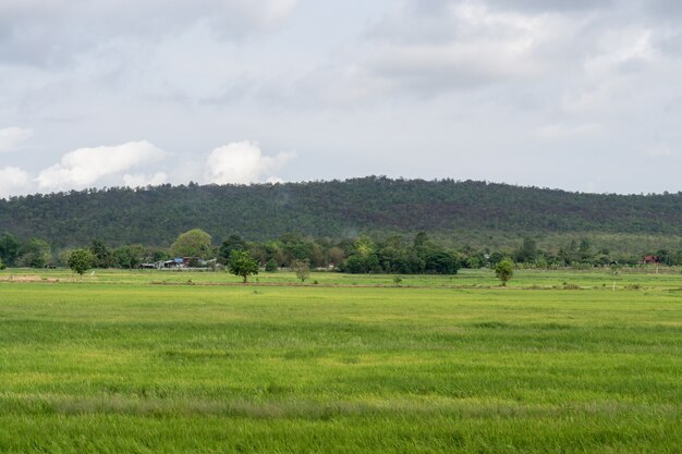 夏の山の風景。美しい丘と田園風景。