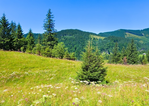 Summer mountain landscape with flowering grassland in front
