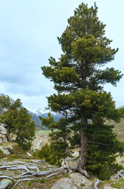 松の木が正面にある夏の山の風景（スイス、フルエラ峠）