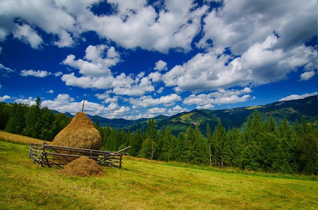 夏の山の風景