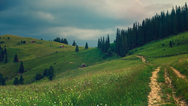 夏の山の風景