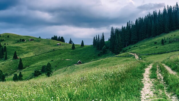 夏の山の風景