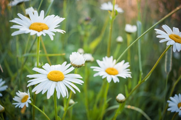 Summer natural background with white chamomiles. Selective focus.