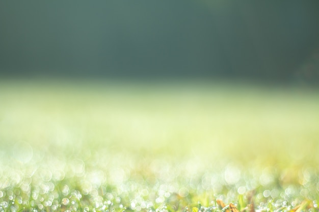 写真 夏のナチュラルグリーンのグラデーションライトとぼやけ効果の背景