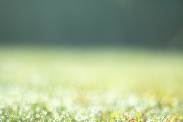 Summer Natural green gradient light and blurred effect background