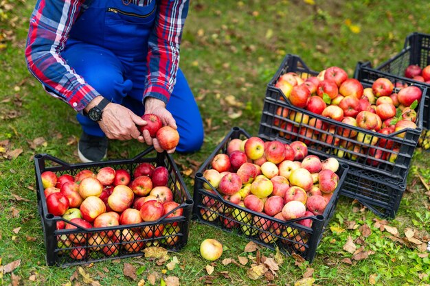 Summer natural red fruit gardening Organic apples in farmer hands